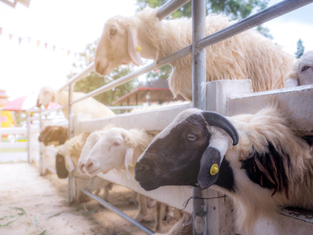 Sheep on a farm outdoor, black sheepのeditorial素材