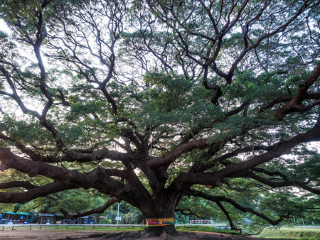 Kanchanaburi, Thailand - 28 October 2017: Chamchuri Giant Tree Over hundred years old in Kanchanaburi, Thailandのeditorial素材