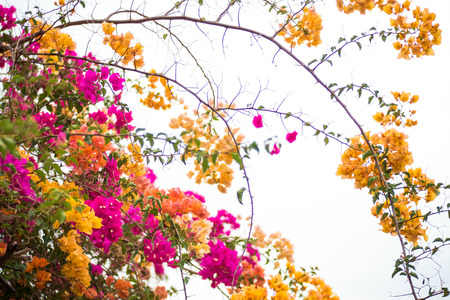Beautiful natural arch on the way to the ocean of flowers in bougainvillea isolated on white backgroundの写真素材