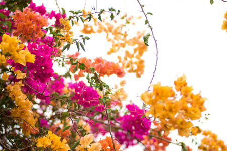 Beautiful natural arch on the way to the ocean of flowers in bougainvillea isolated on white backgroundの写真素材