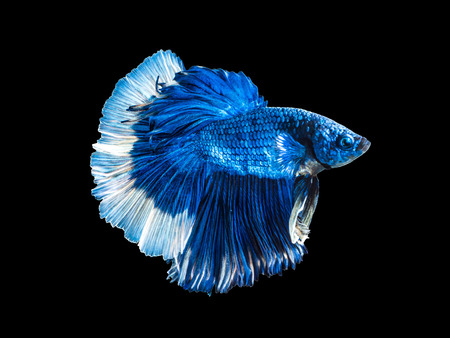 Fighting fish "Fancy Halfmoon Betta", Beautiful of siam betta fish in thailand. isolated on black background.の写真素材