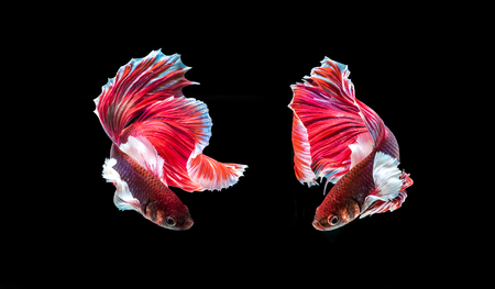 Fighting fish "Fancy Halfmoon Betta", Beautiful of siam betta fish in thailand. isolated on black background.の写真素材