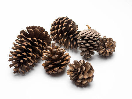 Pine cone isolated on white background