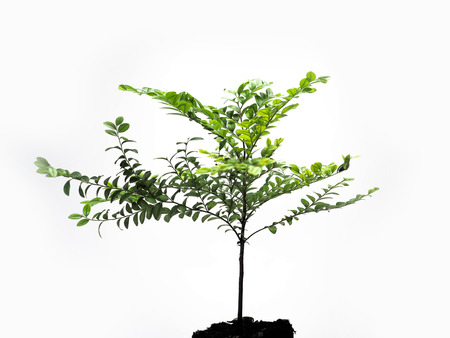 The young plant grows from a fertile soil, isolated on a white backgroundの写真素材