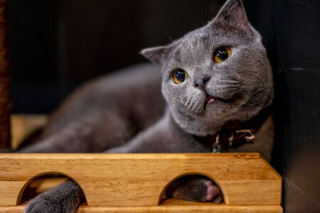 British Short hair cat blue yellow eyes, Gray cat portrait.の写真素材