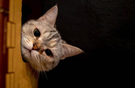 cute little kitten in the fluffy pet is taking the head out of the paper box. Black Space background for textの写真素材