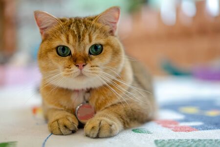 Golden shaded British shorthairの写真素材