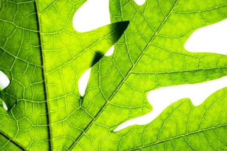 green leaf isolated on white background, leaf texture macro close-up.の写真素材
