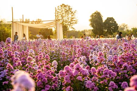 Mon Cham, Chiang Mai, Thailand - May 16, 2019: Asian tourist Sightseeing and photography in the purple verbena flower field in vacations time. Lifestyle Concept.の写真素材