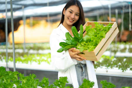 New generation, young Asian businesswoman holding wooden box with vegetable organic salad from hydroponics while working inside large farm, commercially grown organic farming business ideas.の写真素材