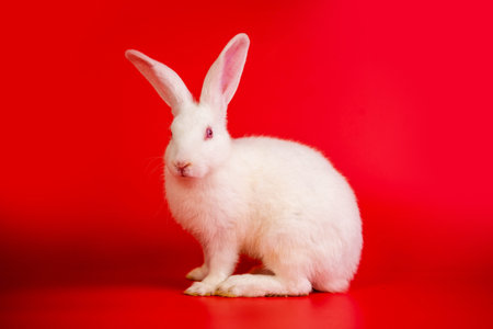 White bunny portrait on red background with copyspace. easter bunny portrait on festive red background.の写真素材
