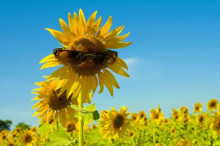 Sunflower fieldの写真素材