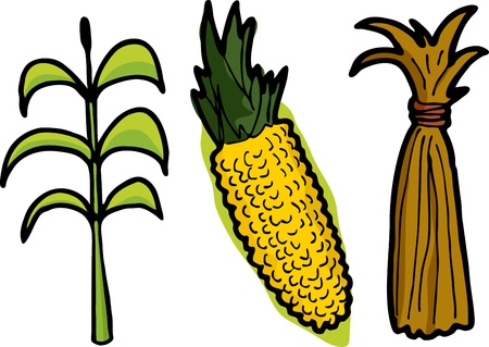 Corn as a plant, freshly picked, and dead stalks tied in a haystackのイラスト素材