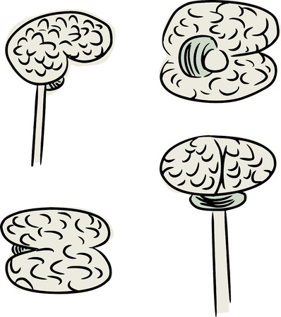 Doodle of human brain in four different viewsのイラスト素材