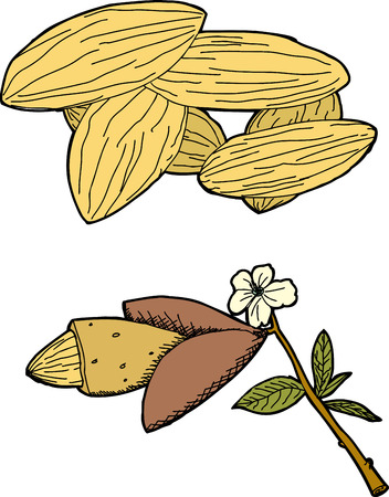 Hand drawn graphic of almonds and almond tree branchのイラスト素材
