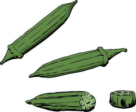 Whole and cross-section view of okra pod over white backgroundのイラスト素材