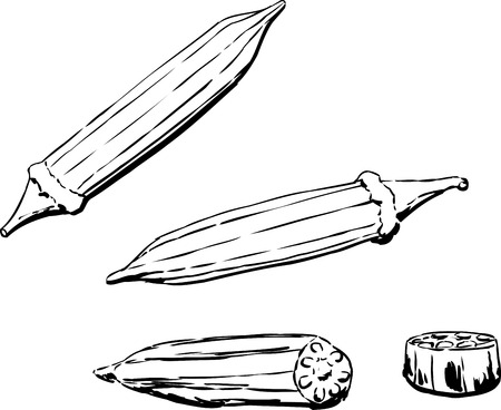 Outlined illustration of okra pod over white backgroundのイラスト素材