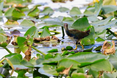 A female Purple Gallinule walking on lily pads in the swamp at Everglades National Park, Florida November 2017の写真素材