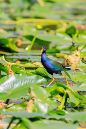 A male Purple Gallinule walking on lily pads in the swamp at Everglades National Park, Florida November 2017のeditorial素材