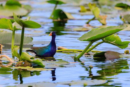 A male Purple Gallinule walking on lily pads in the swamp at Everglades National Park, Florida November 2017のeditorial素材