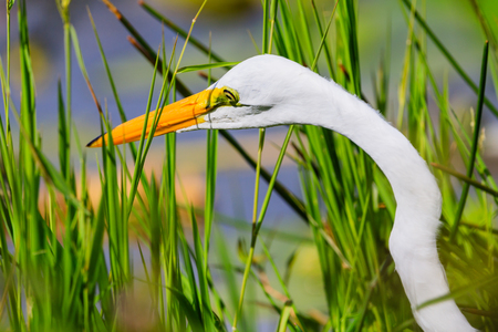 A Great Egret wades through the swamp grass at Everglades National Park, Florida, November 2017の写真素材