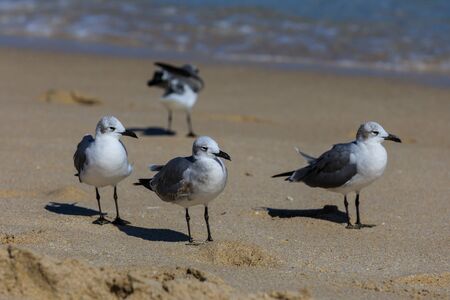 Seagulls gathering in hopes for local beach goers to drop food at Fort Lauderdale, Florida looking for food, November 2017のeditorial素材