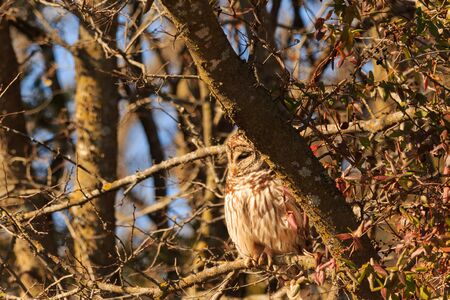 A Barred Owl in relax mode as it sits soaking up the sun on a very cold day at the Keystone WMA located in Cleaveland, Oklahoma 2018の写真素材