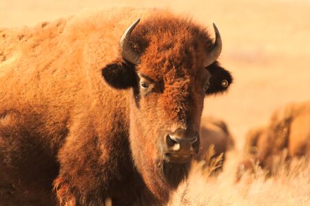 American Bison roaming the grasslands of the Tallgrass Prairie Preserve located in Pawhuska,...