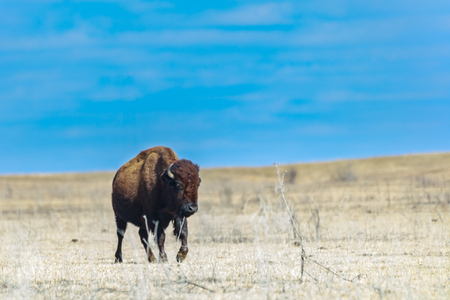 A American bison calf walks in the baron lasnscape of the Tallgrass Prairie Preserve in Pawhuska,...