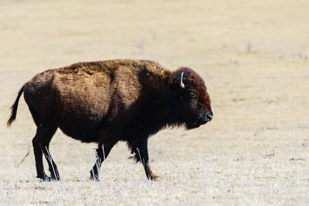 A American bison standing in baron landscape of the Tallgrass Prairie Preserve in Pawhuska, Oklahoma