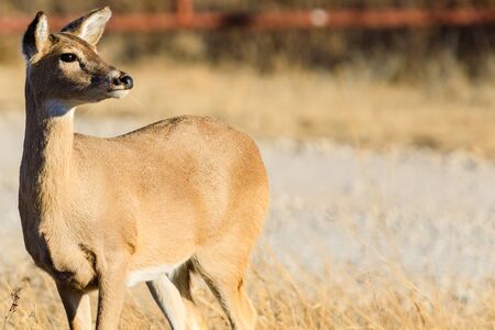A white-tailed doe looks towards the setting sun at the Tallgrass Prairie Preserve in Pawhuska, Oklahomaの写真素材