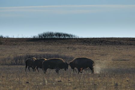 Young American bison play by butting horns in the dusty grounds of the Tallgrass Prairie Preserve in...