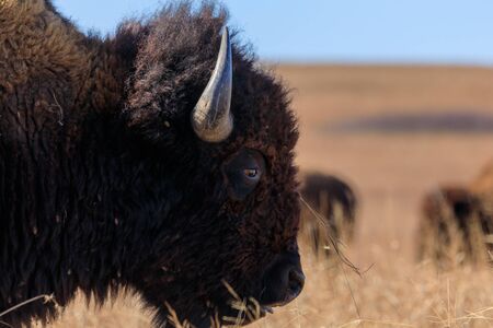 Close-up of a bison profile at the Tallgrass Prairie Preserve in Pawhuska, Oklahomaの写真素材