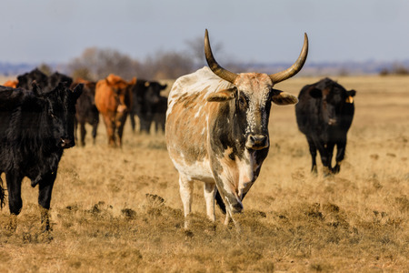 Cattle moving to better grazing land near Clinton, Oklahomaの写真素材
