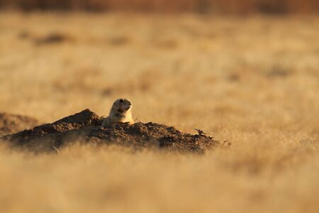 A Black Tailed Prairie Dog comes out of its hole to take a look around before running across the prairies of the Wichita Mountains Wildlife Refuge located in Indiahoma, Oklahoma 2018の写真素材