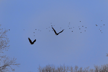 Two American Bald Eagles fly over the Sequoyah National Wildlife Refuge located in Vian, Oklahoma...