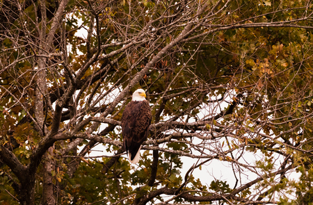American Bald Eagle perched in a tree Located in Teresitaの写真素材