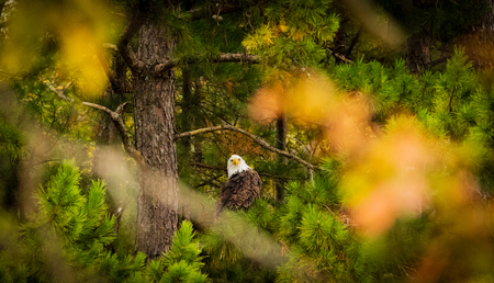 American Bald Eagle perched in some pine trees Located in Teresita