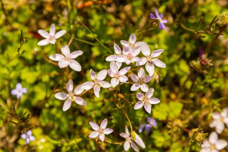 A bunch of Veronica Chamaedrys groing wild in Teresita, Oklahoma 2019の写真素材
