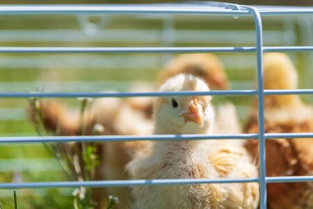 A Buff Orpington chick peeks through the cage.の写真素材