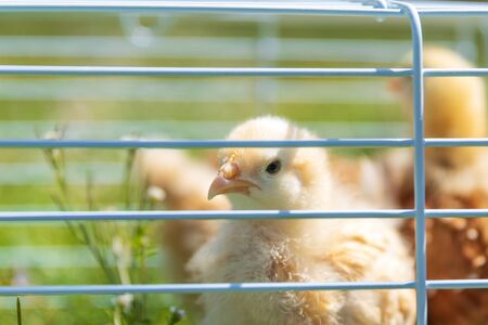 A Buff Orpington chick peeks through the cage.の写真素材
