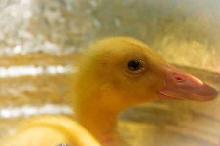 A peking Duckling sits in a brooderの写真素材