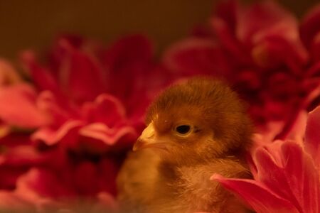 A cute Long Island Red Chick sits among some flowersの写真素材
