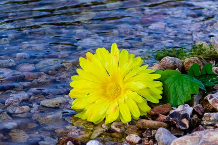 A yellow flower laying on the rocky shore of Spring Creek, Located in Teresita, Oklahoma 2019の写真素材