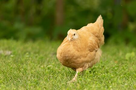 A buff Orpington chick seaches for bugs in  the grass in Teresita, Oklahoma 2019の写真素材