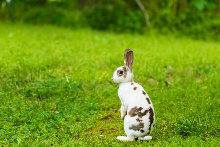 A cute Mini Rex sits in the grass in Teresita, Oklahoma 2019