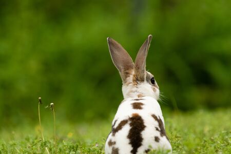 A cute Mini Rex sits in the grass in Teresita, Oklahoma 2019の写真素材