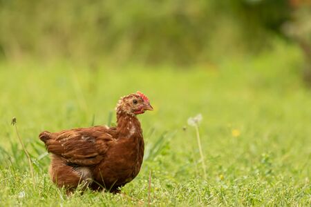 Red Production and Long Island Red Chickens search the grass for bugs in Teresita Oklahoma 2019の写真素材