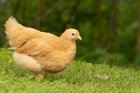 A buff Orpington chick seaches for bugs in  the grass in Teresita, Oklahoma 2019の写真素材