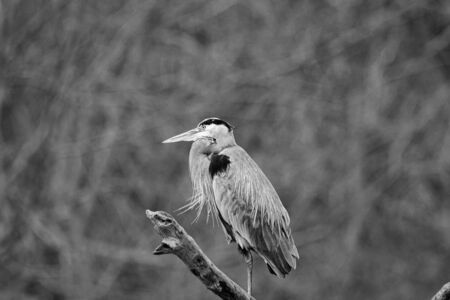 Great Blue Heron spending the day perchedの写真素材